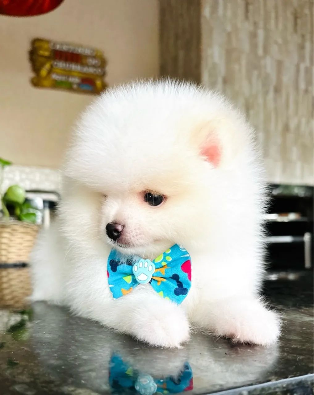 Lulu da Pomerania  - Foto 2