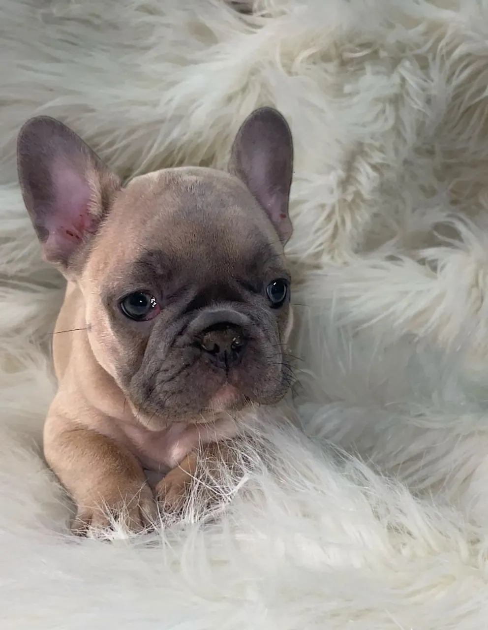 Filhote de Bulldog Francês macho