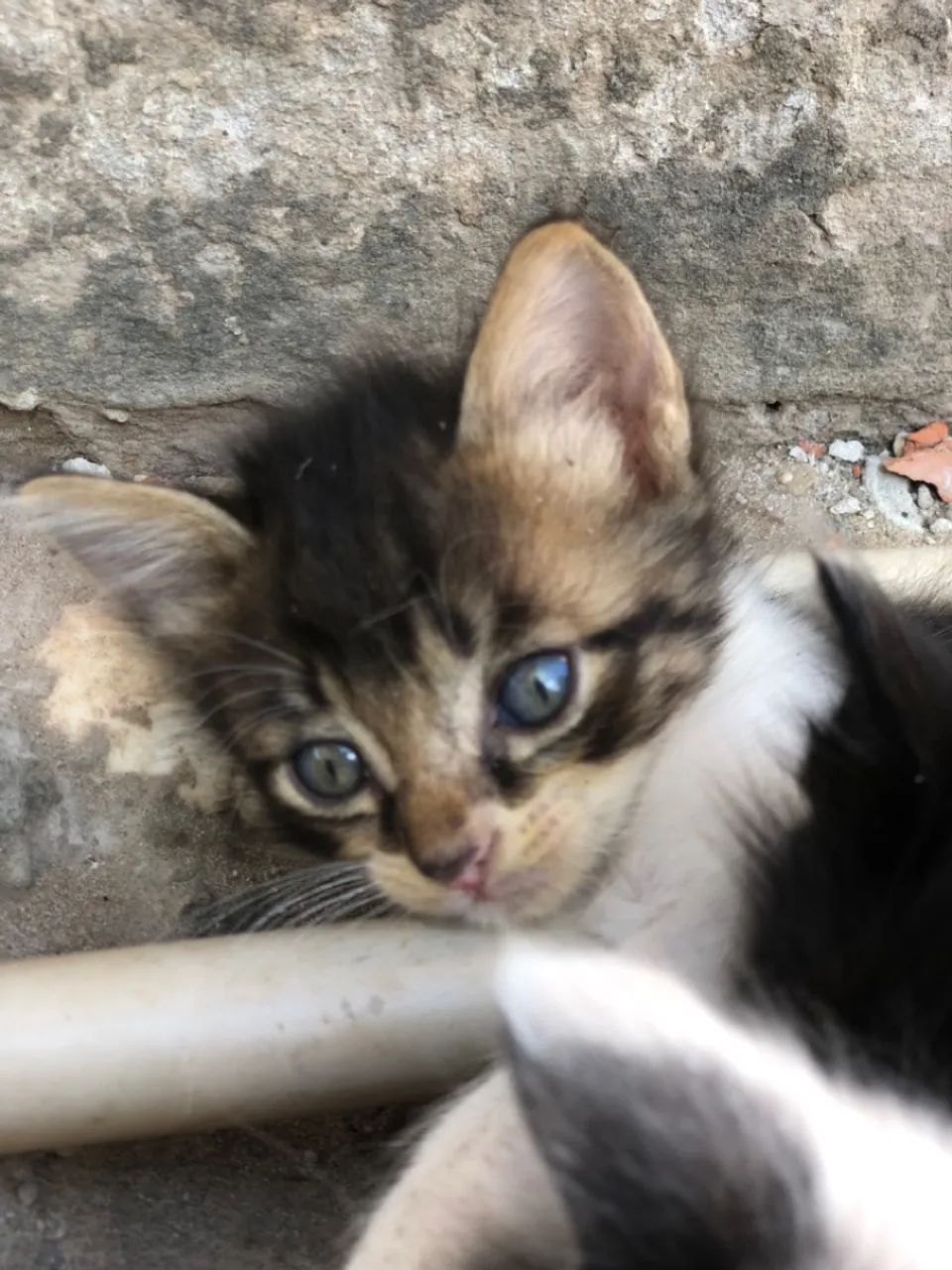 Gatos pra doação  - Foto 3