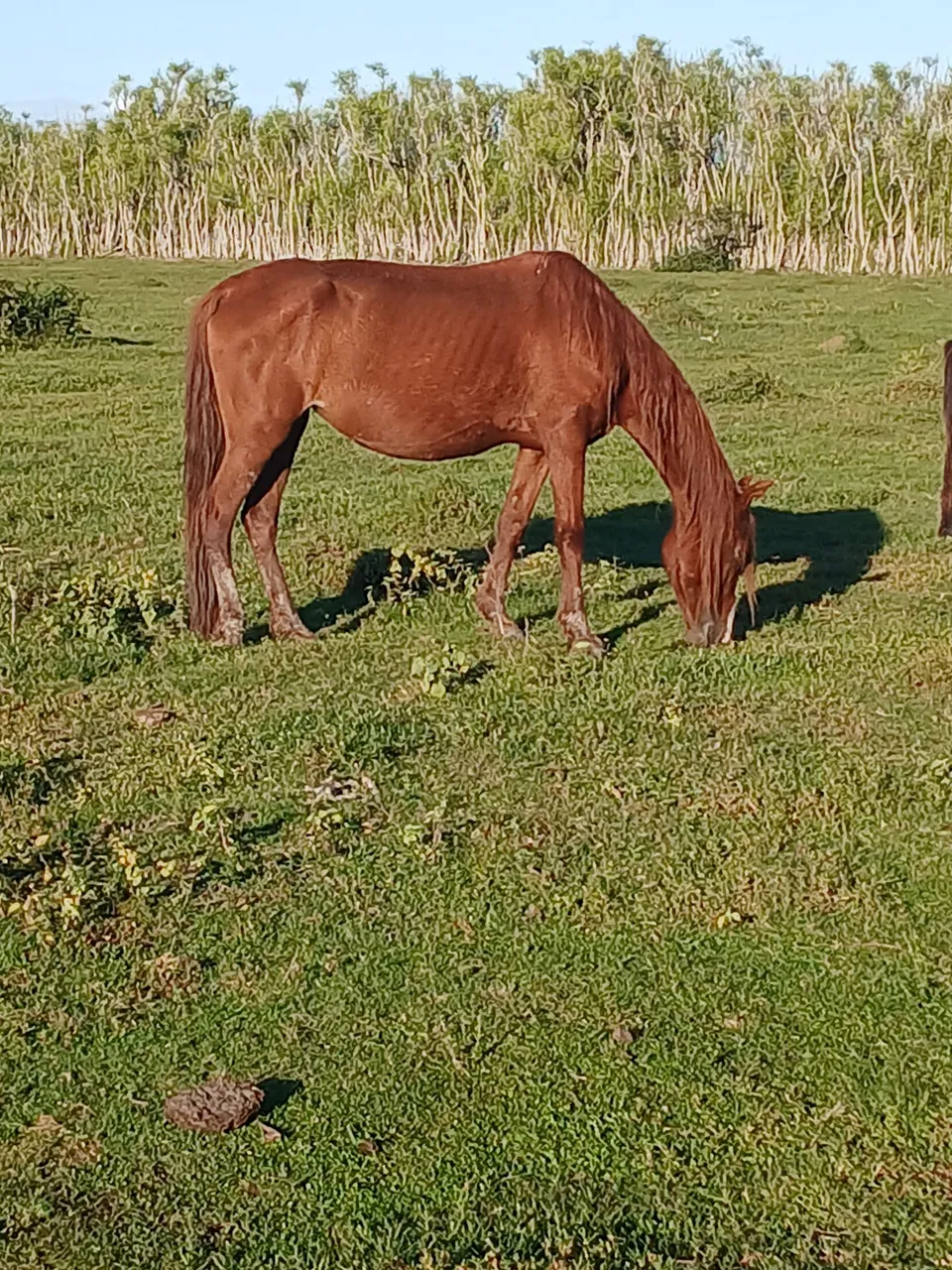 Vendo egua 