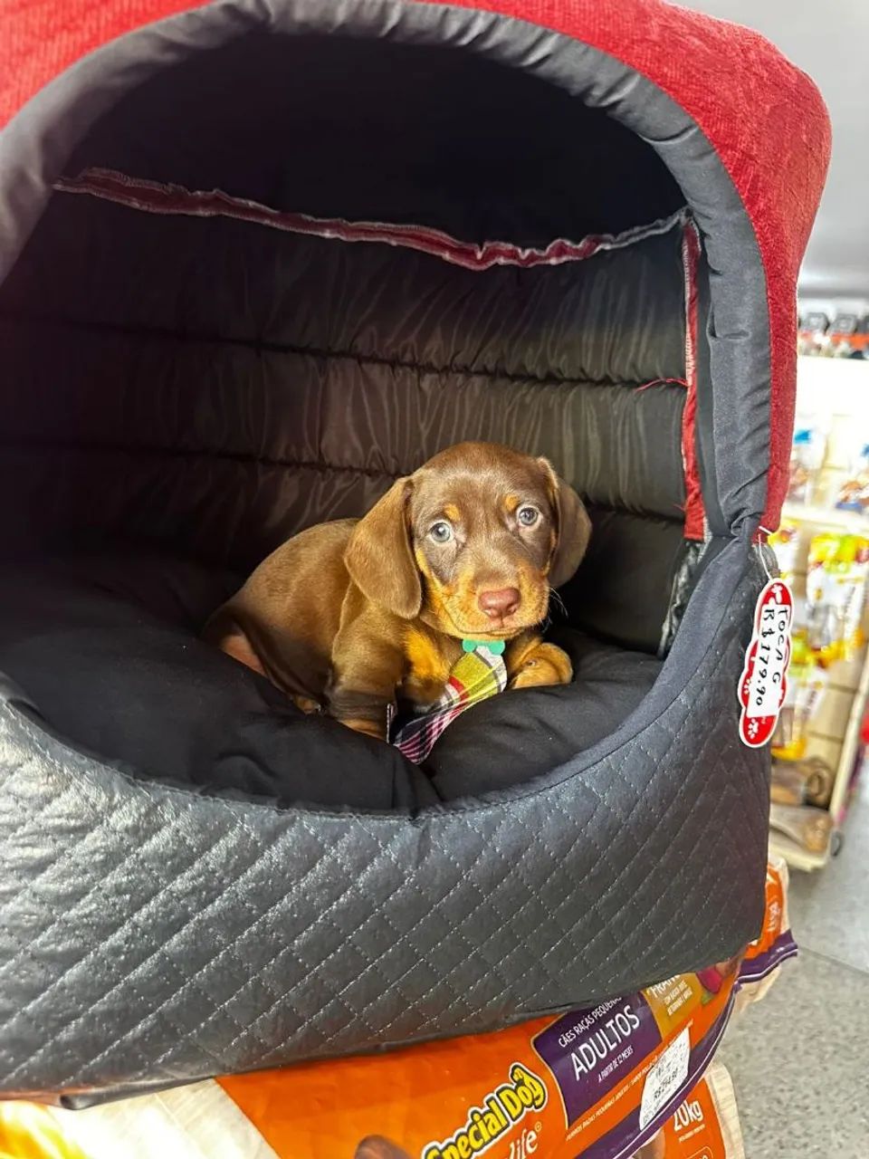 In India Olx Dachshund Filhote Dachshund Cachorros Parque Nova