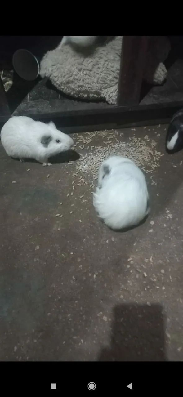  porquinhos da índia fofinhos