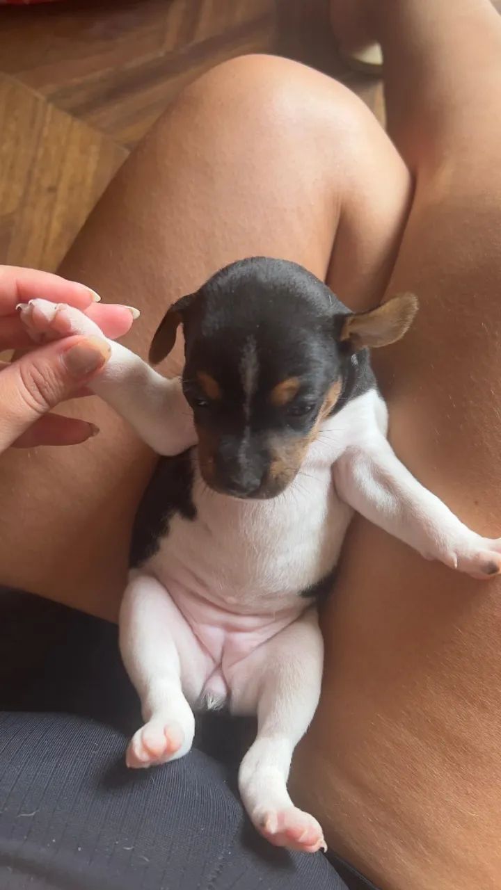 Filhotes de Fox Paulistinha - Terrier brasileiro  - Foto 3