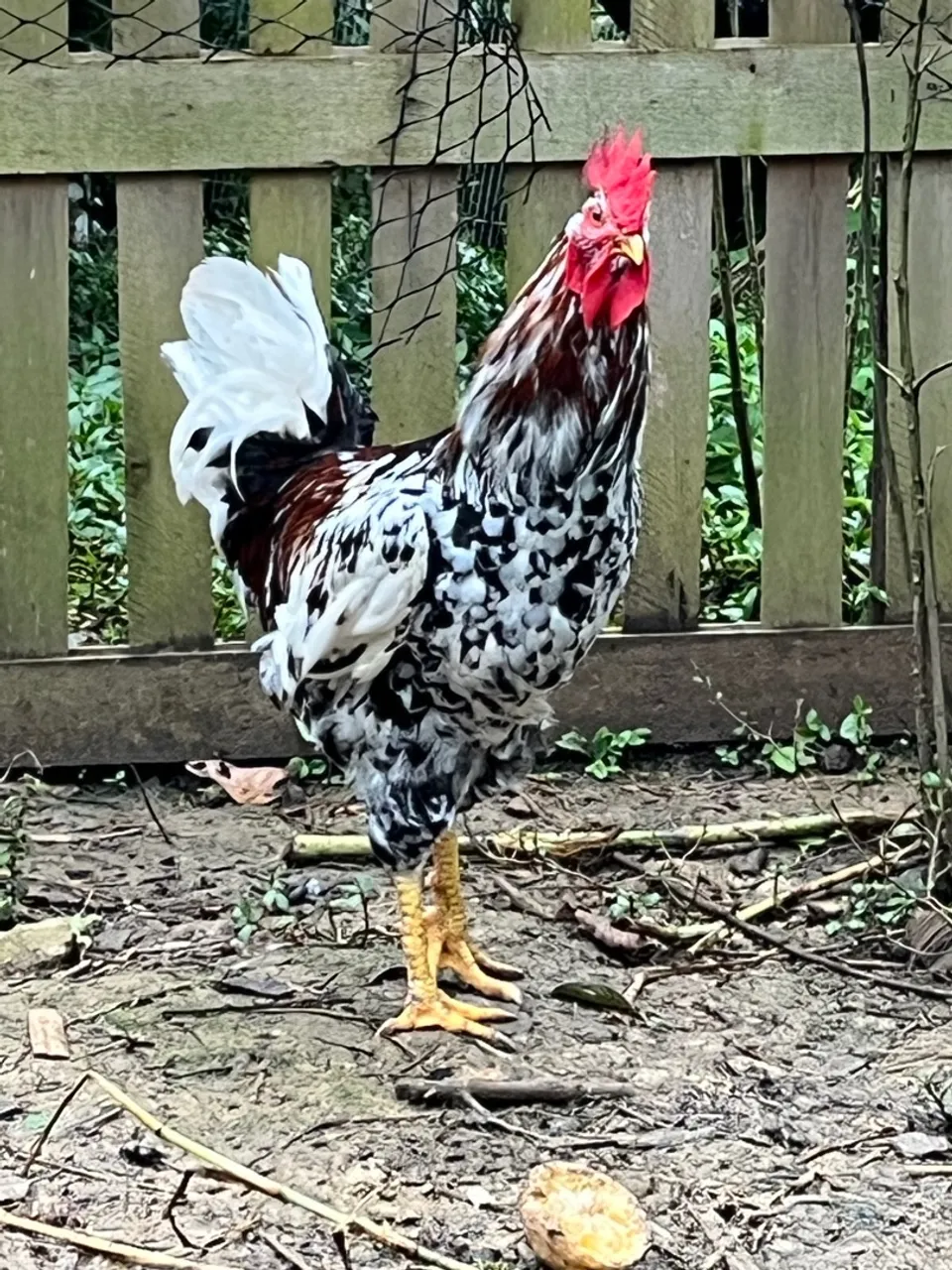 Frango Gsb