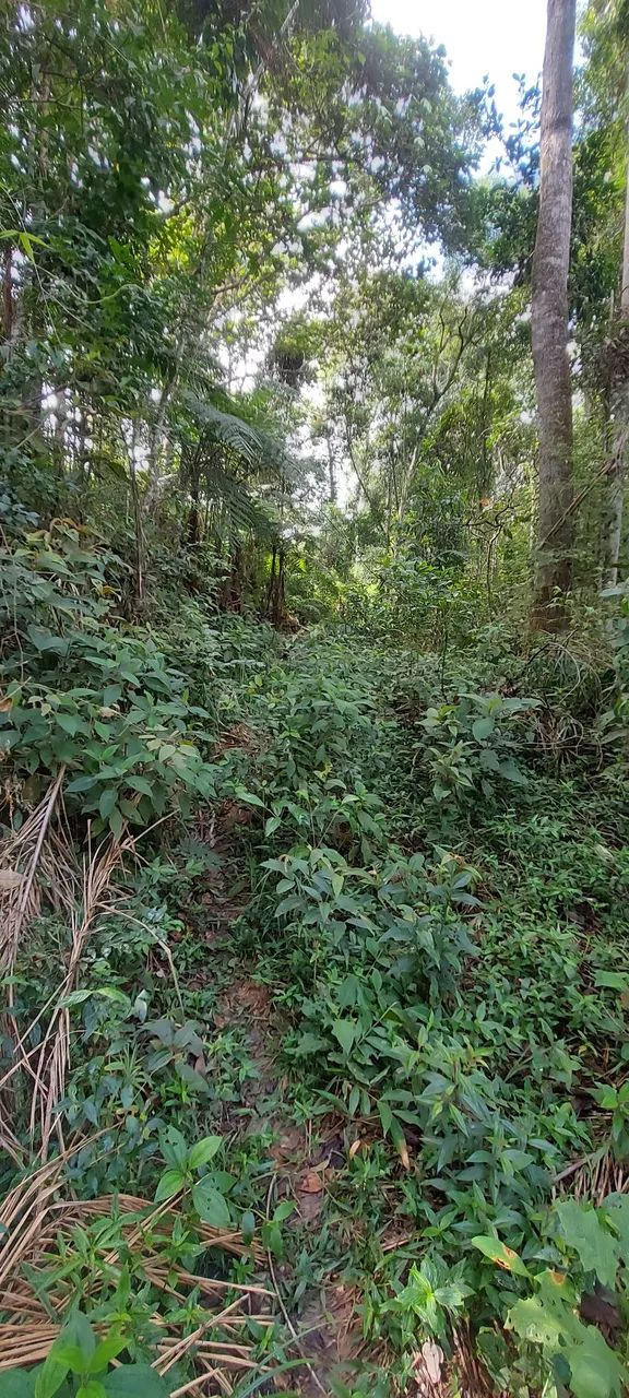 Área com 20.000 mts em Domingos Martins  - Foto 3