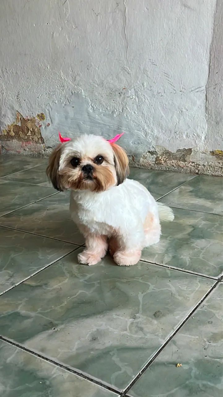 Shit tzu filhotes  - Foto 2