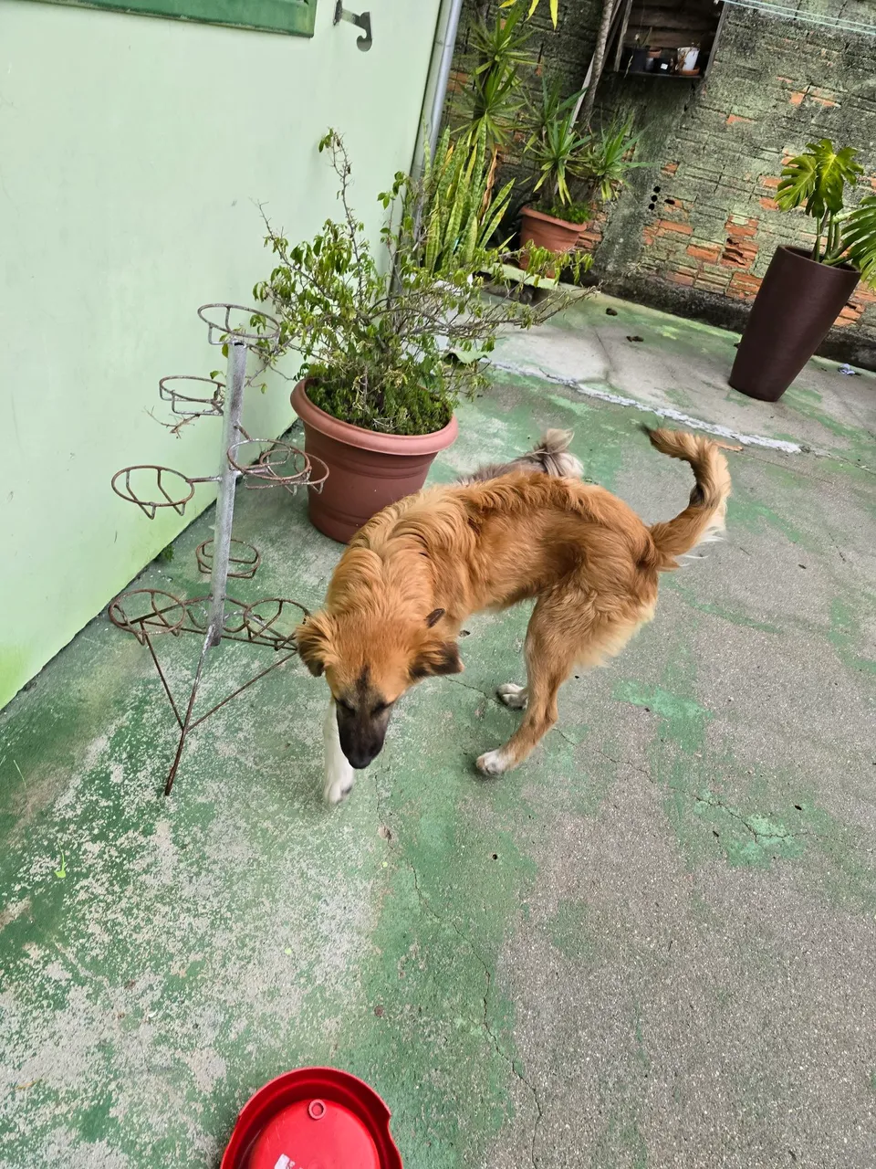 Cão de porte médio para adoção urgente