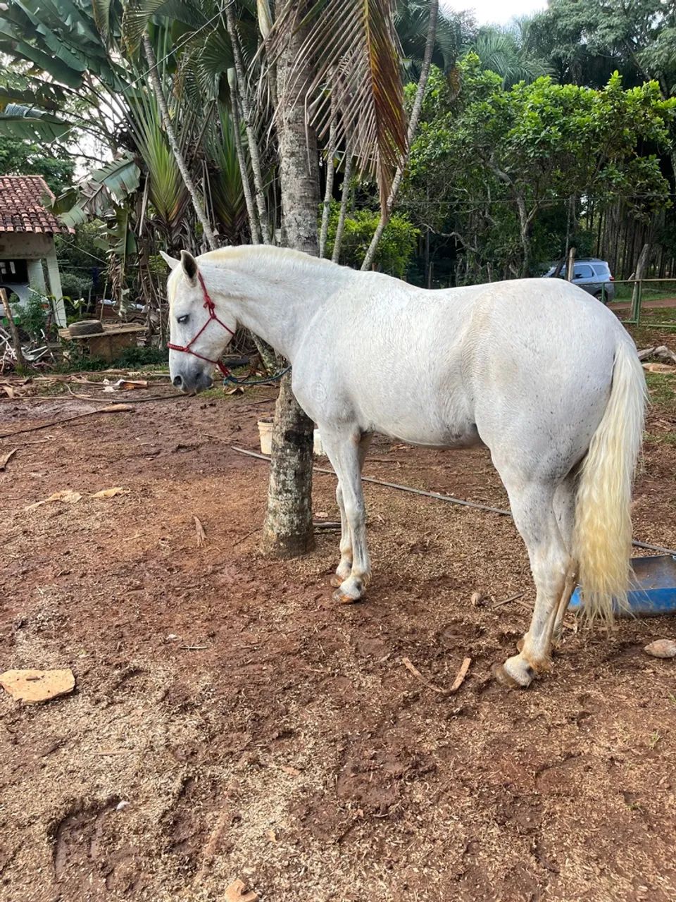 Cavalo manga larga 