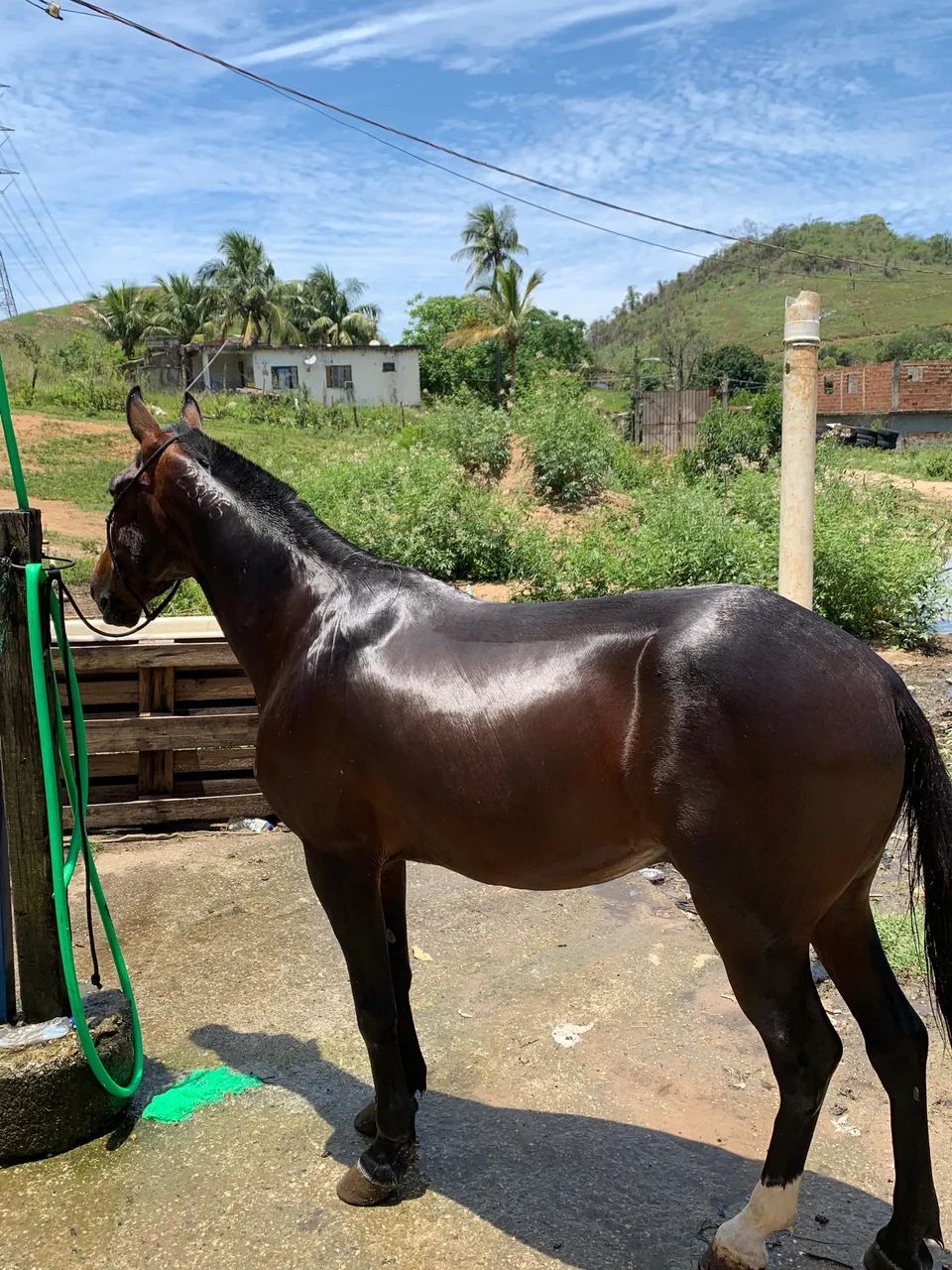 Cavalo american trotter 