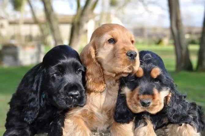 Cocker Spaniel inglês disponível 