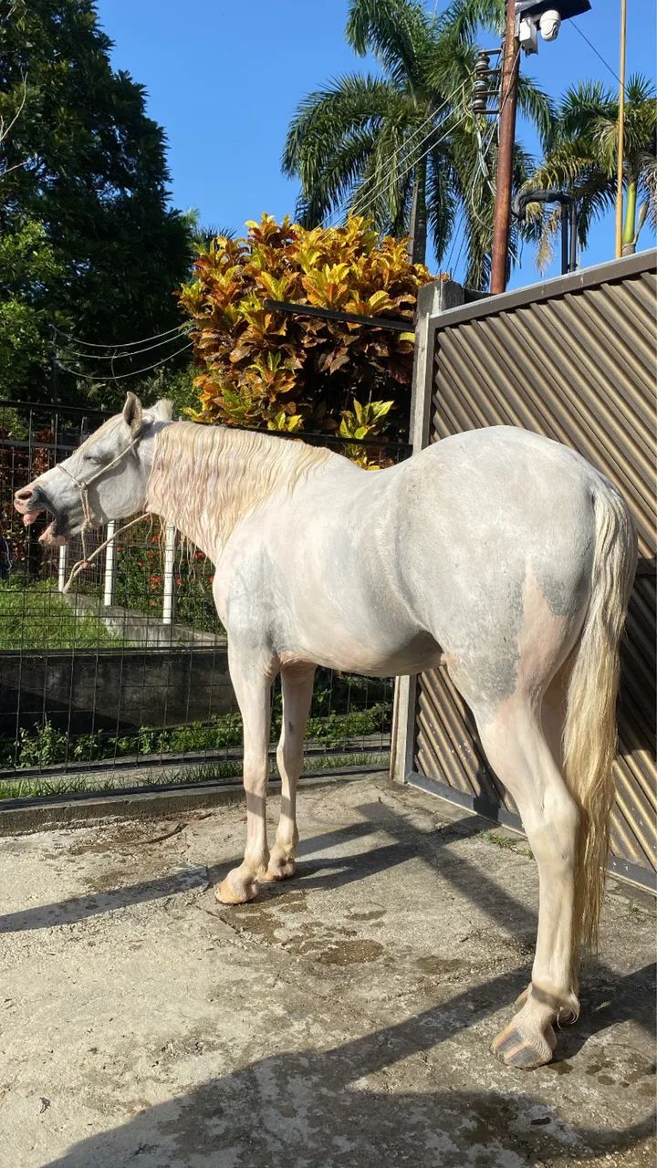 Cavalo manga larga marchador  - Foto 3