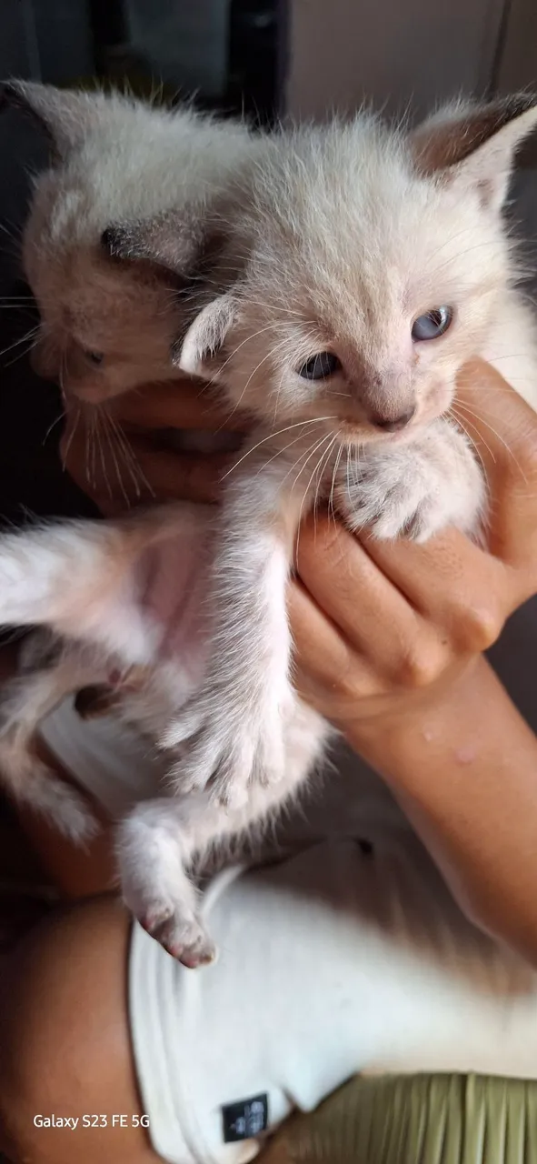Lindos filhotes de gato siamês para adoção!