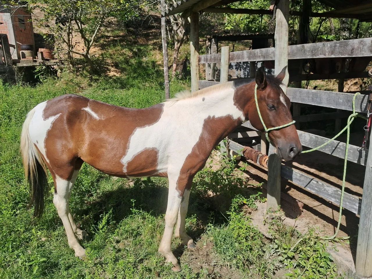 Potro Paint Horse - 6 ano - Foto 2