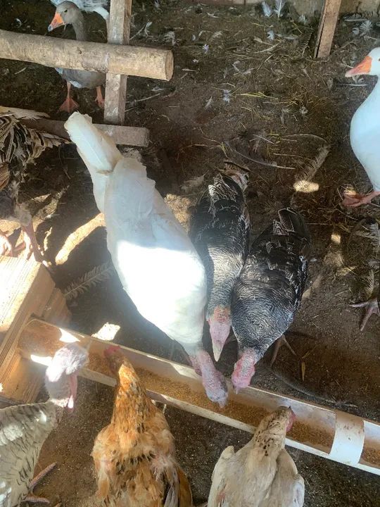 PERUS E PERUAS - Foto 2