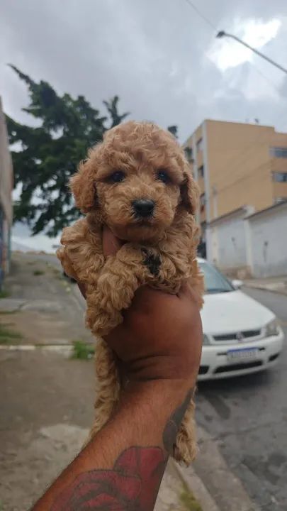 Poodle Red ou chocolate a pronta entrega 