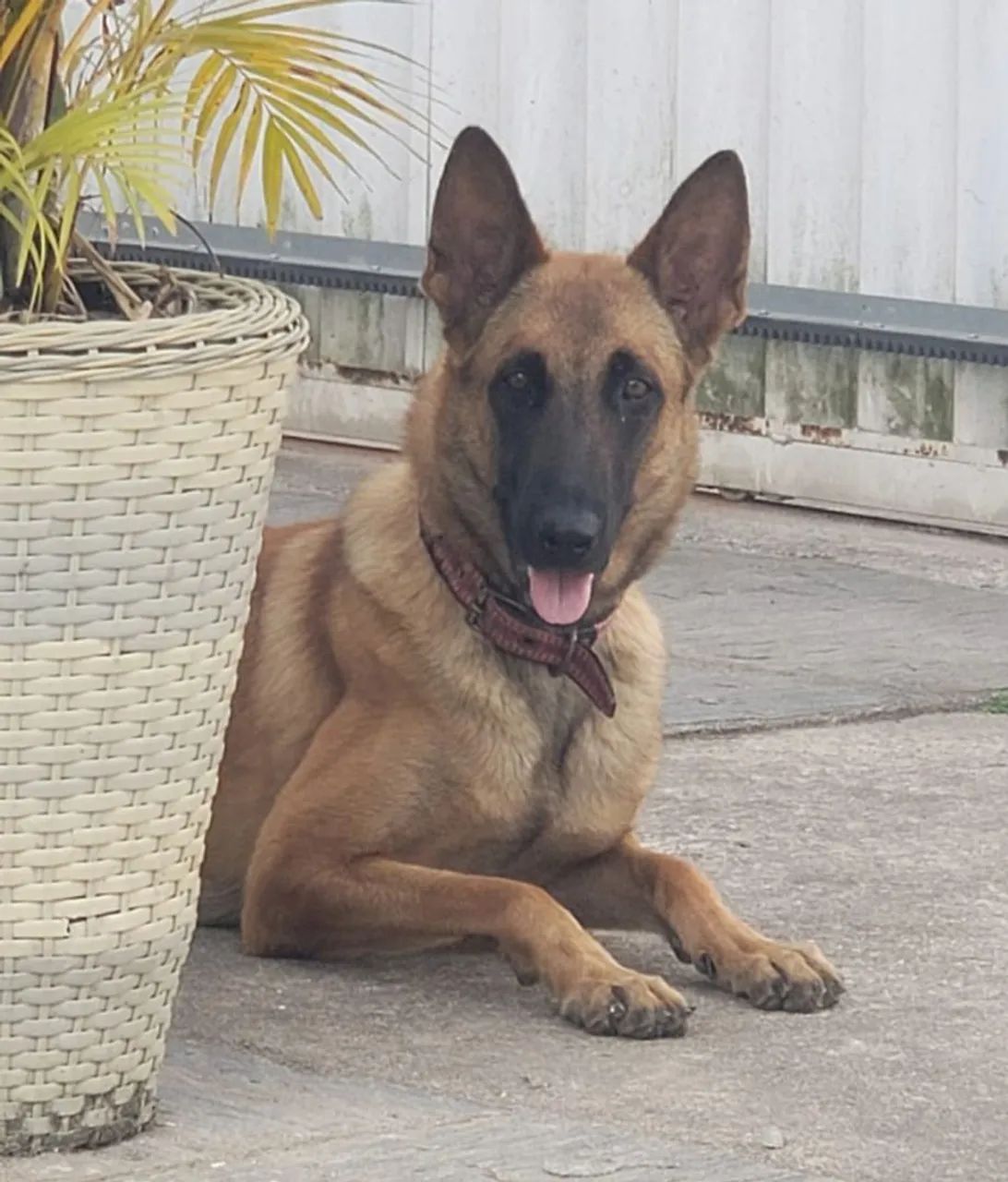 Filhote de Pastor Belga Malinoar  - Foto 4