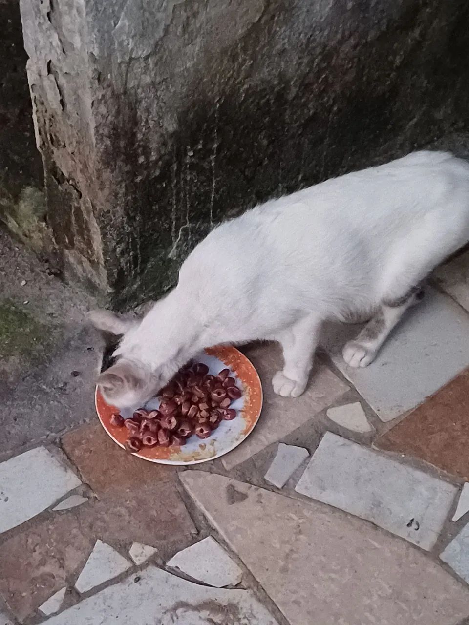 Gatinha filhote para doação  - Foto 2