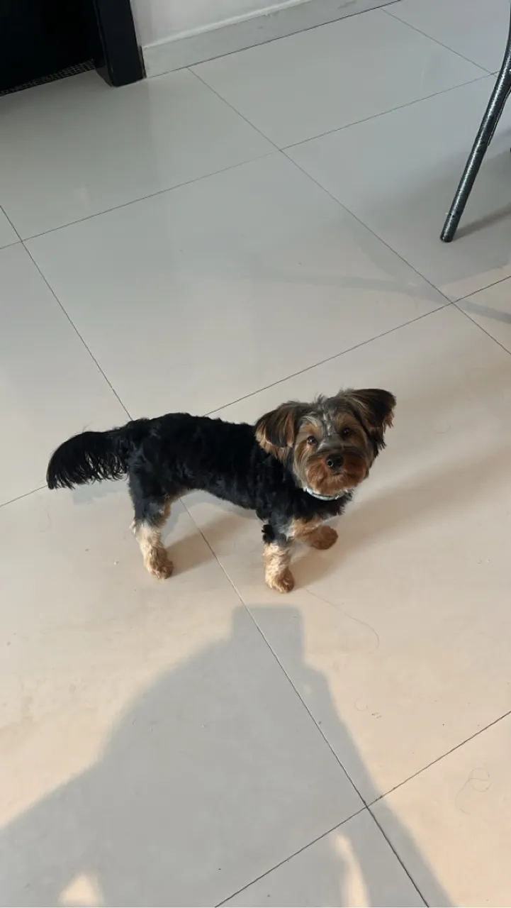Filhote Yorkshire Terrier