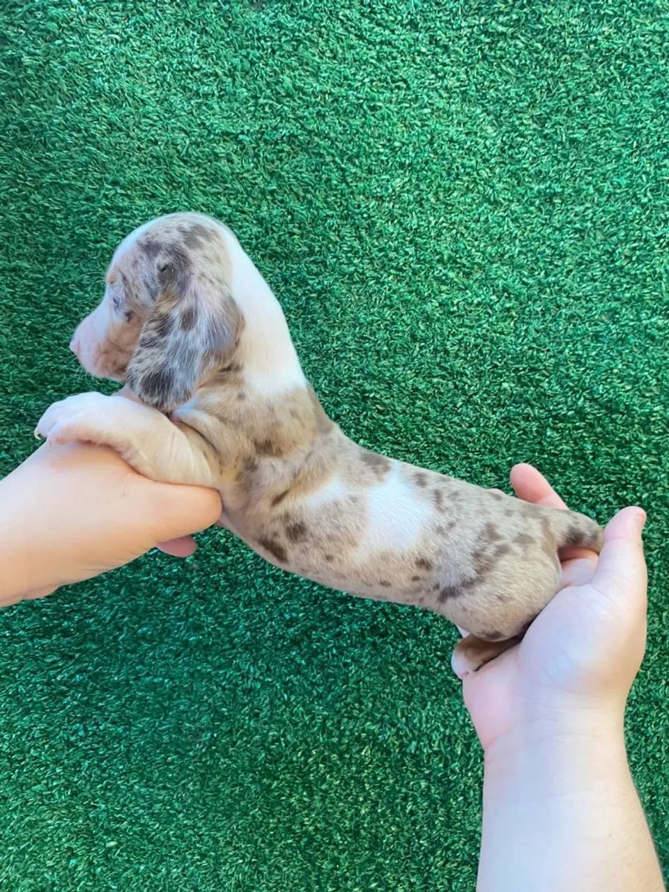 Cofap Daschund Teckel fêmea disponível  - Foto 3