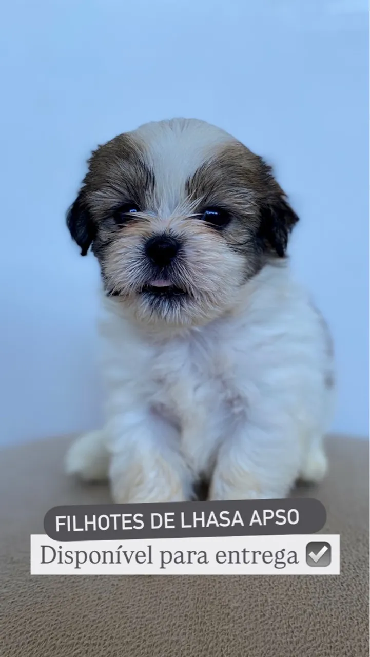 Filhotes de Lhasa Apso - Disponível para entrega!