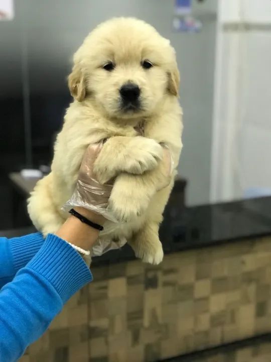 Golden Retriever Entregamos no conforto do seu lar