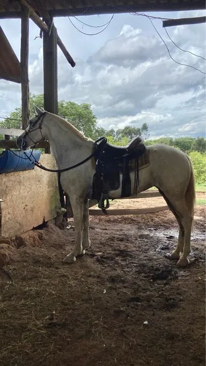 Égua MM - Pacote 2x1