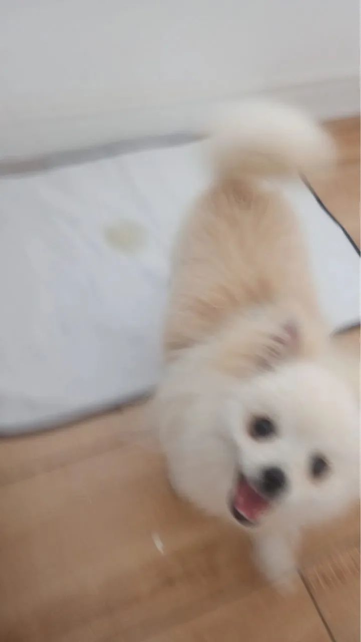 Filhote de Spitz Alemão porte pequeno - Foto 2