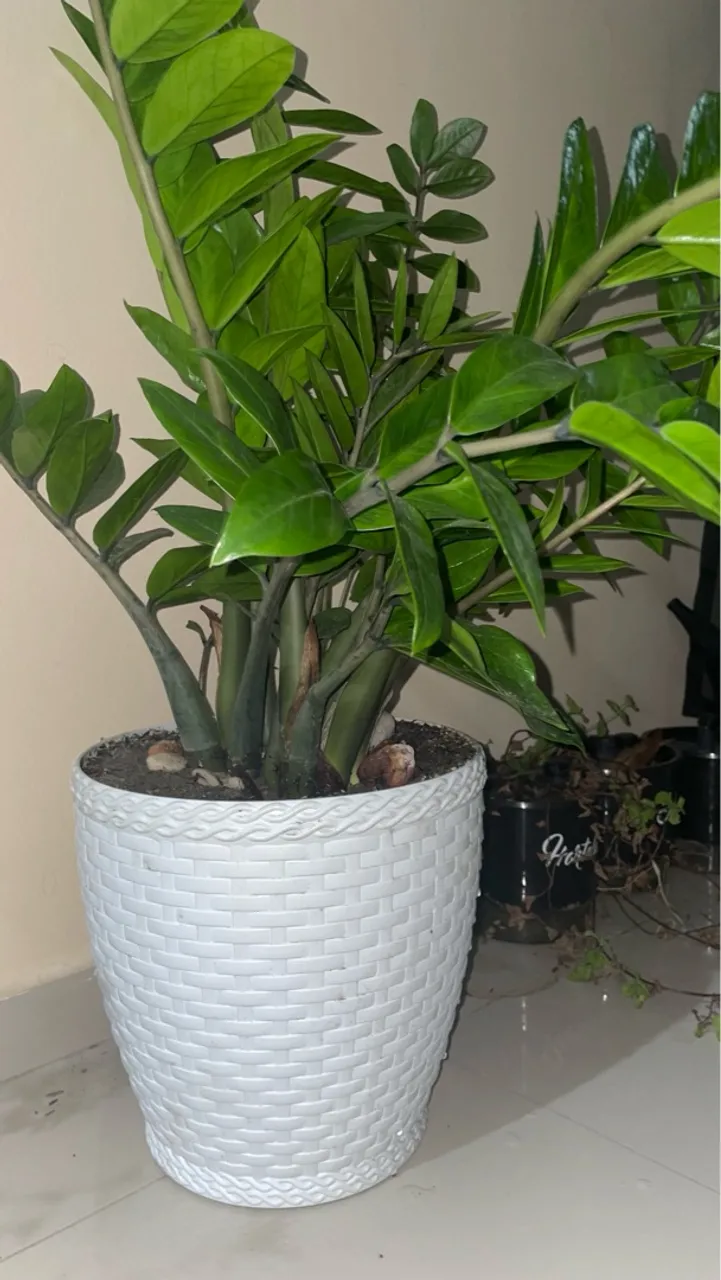 Zamioculca Grande com Vaso Branco - Linda e Fácil de Cuidar!
