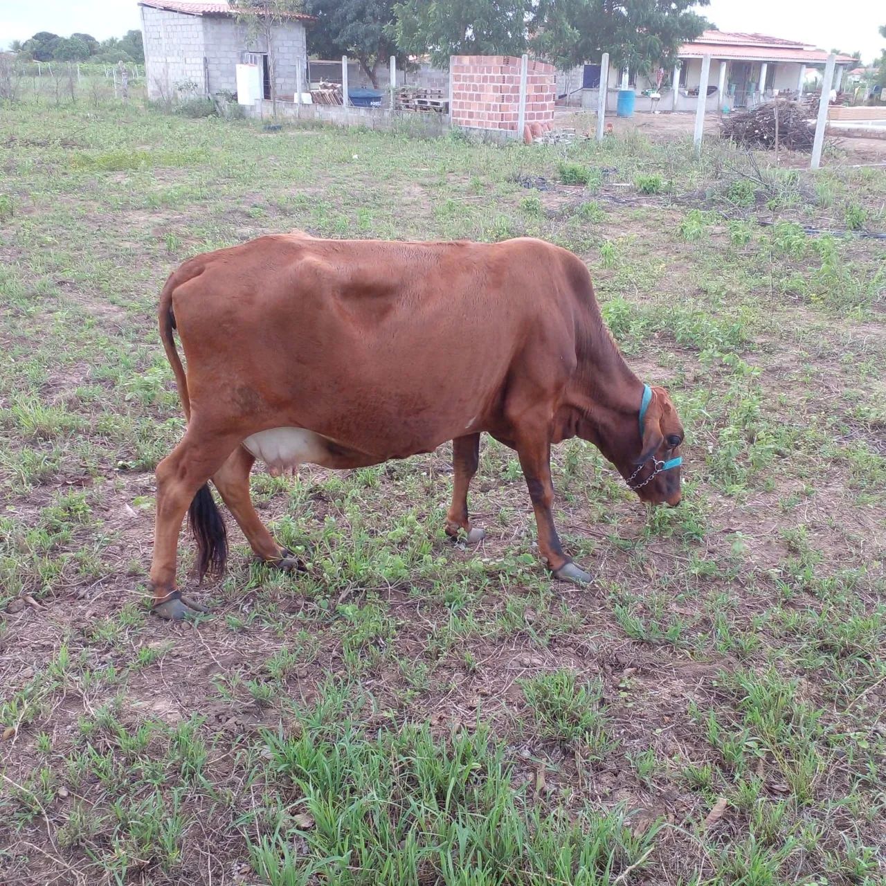 Vendo linda vaquinha gesse com girolando... - Foto 3