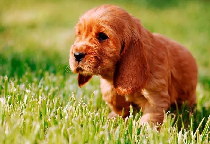   Cocker Caramelo
