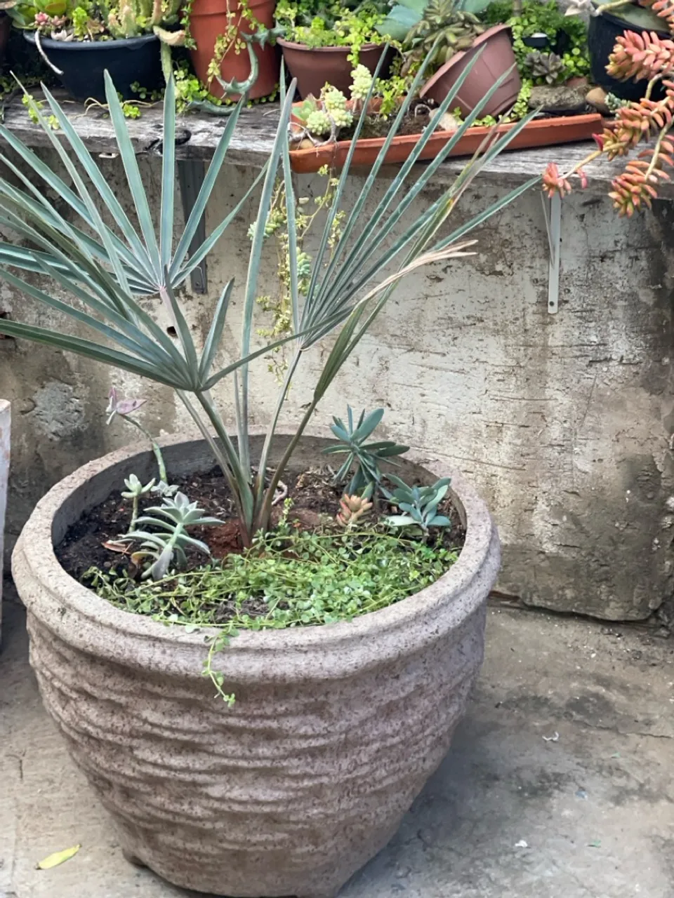 Palmeira azul em vaso de cimento grande