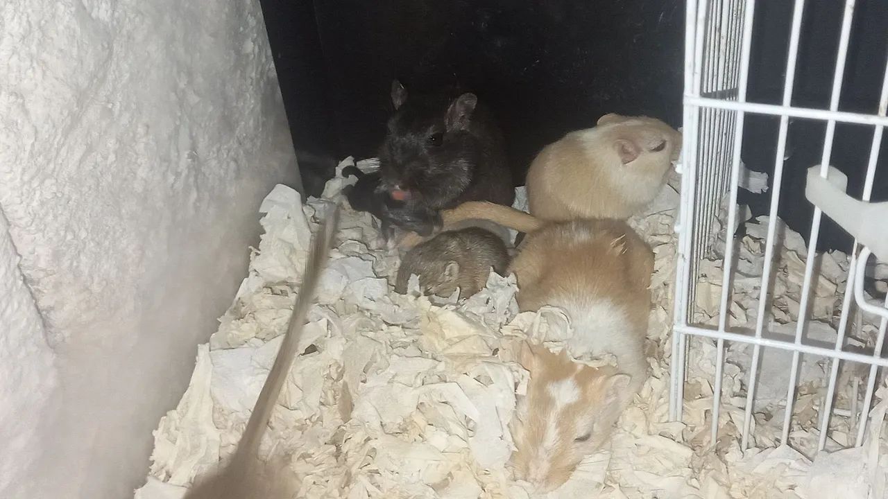 Gerbil / Esquilo da mongólia ! - Foto 3