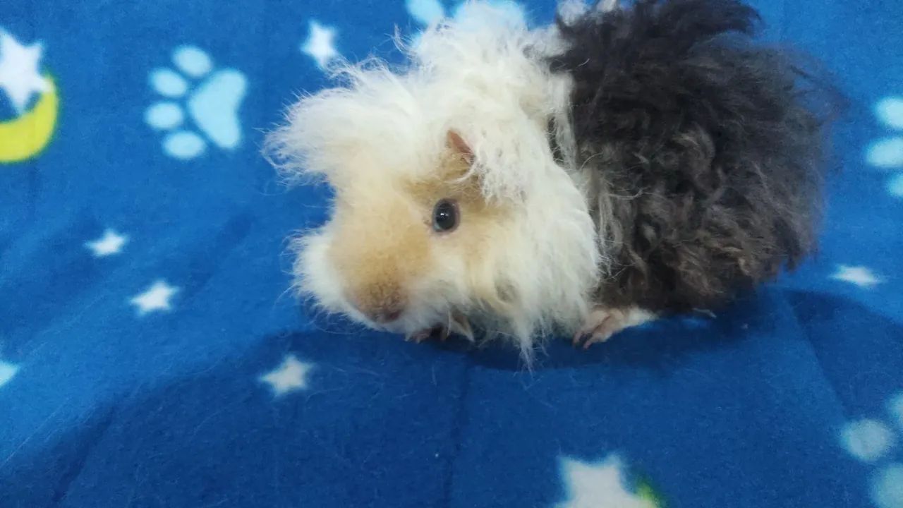 Machinhos disponíveis. - Foto 5