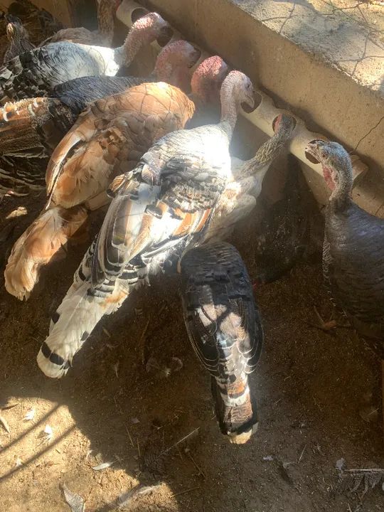 PERUS E PERUAS - Foto 5