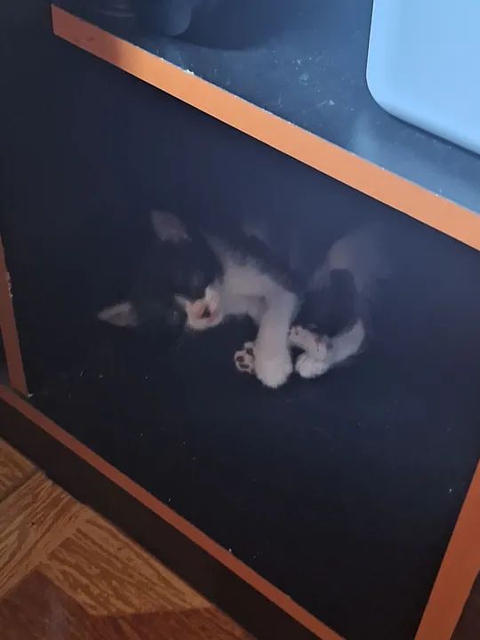 DOAÇÃO GATO FILHOTE - Foto 3