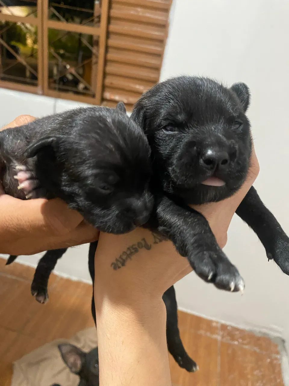 Pet doação  - Foto 4