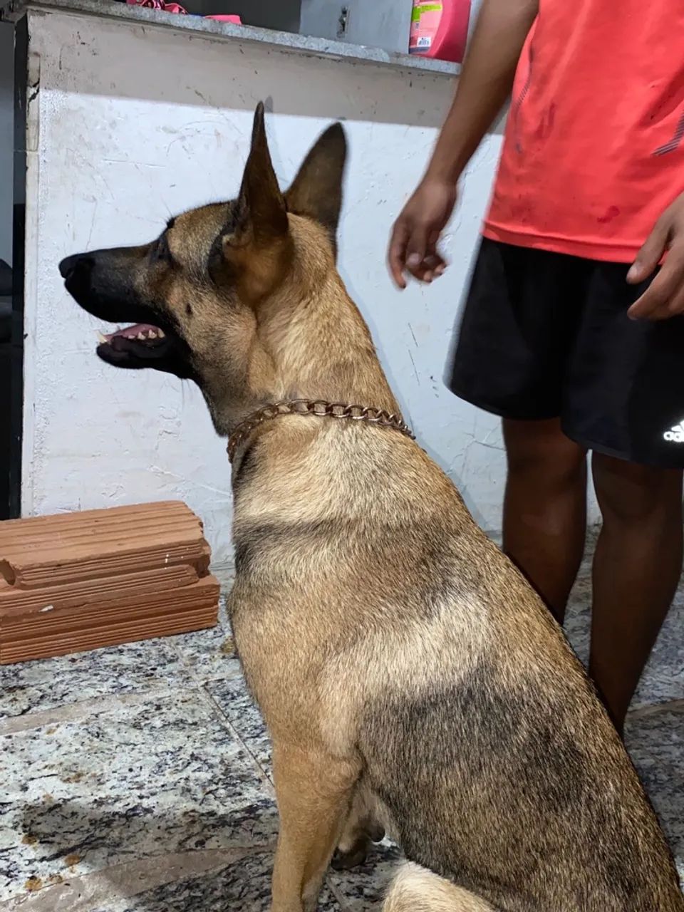 PASTO ALEMÃO BELGA MALINOÁ - Foto 2