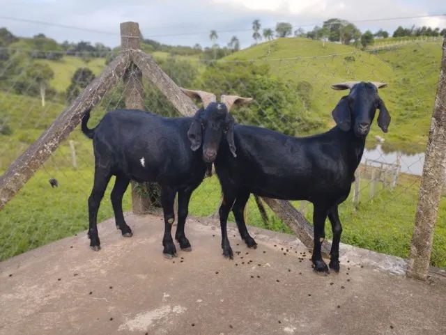 Cabrito Cabra Bode - adultos e filhotes - Varias opções - 28,00 o kg