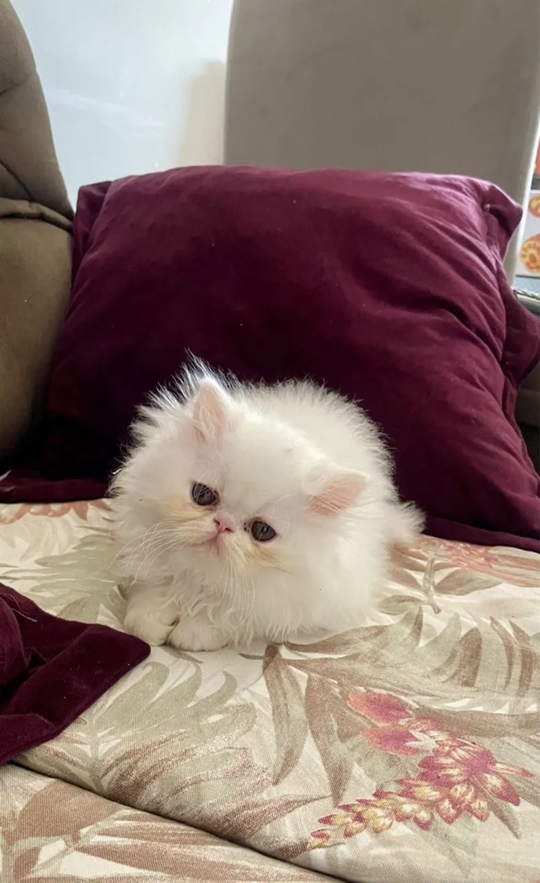 persa machinho branco uma fofura