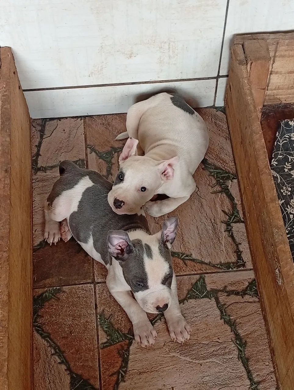 Casal de American Bully micro disponível leia o anúncio