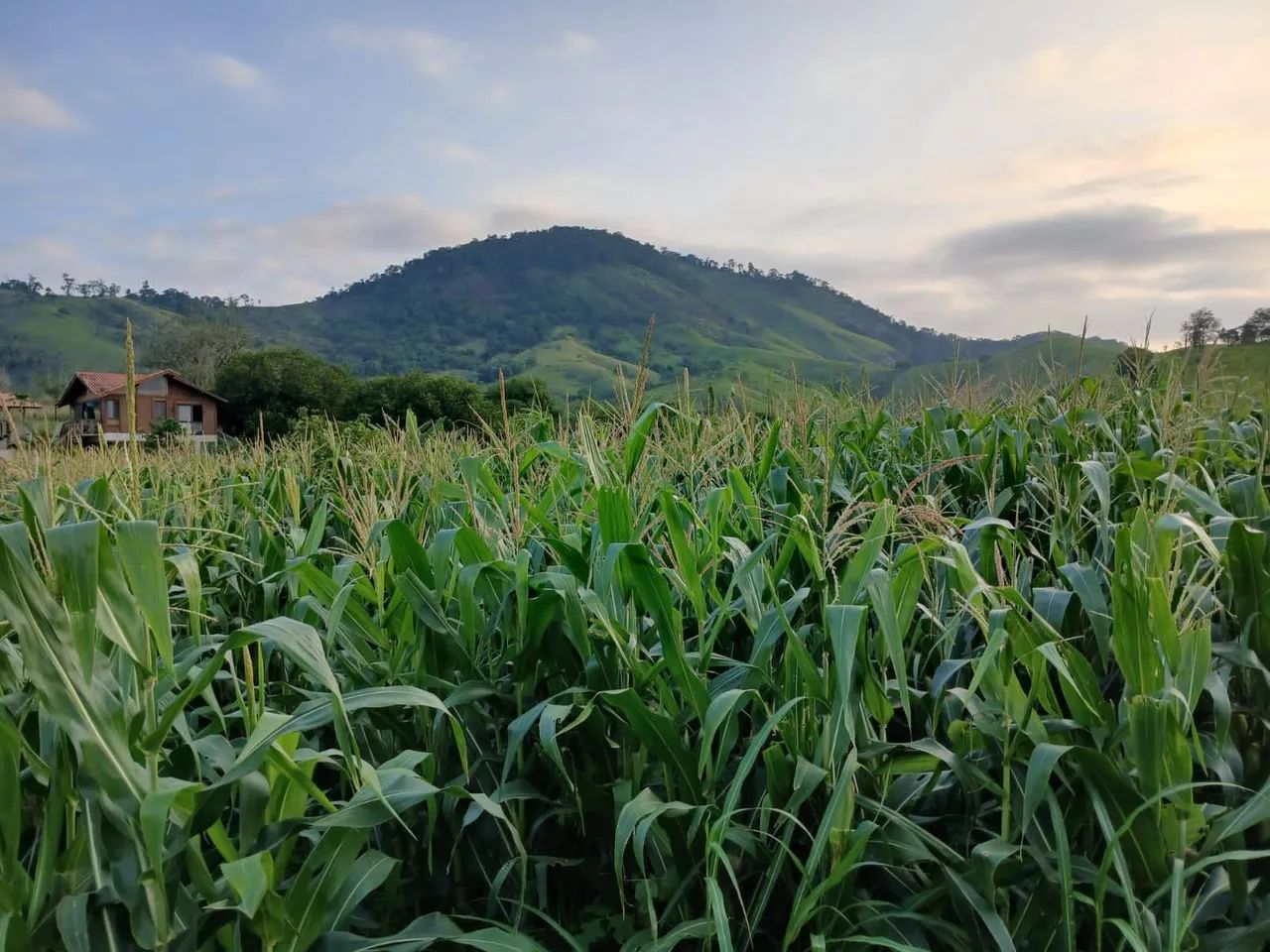 Silagem de 100% Milho 