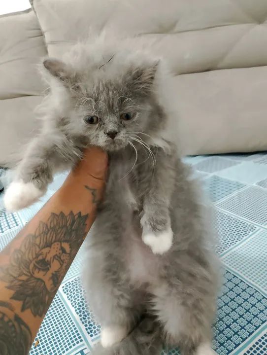 gato persa cinza - Foto 2