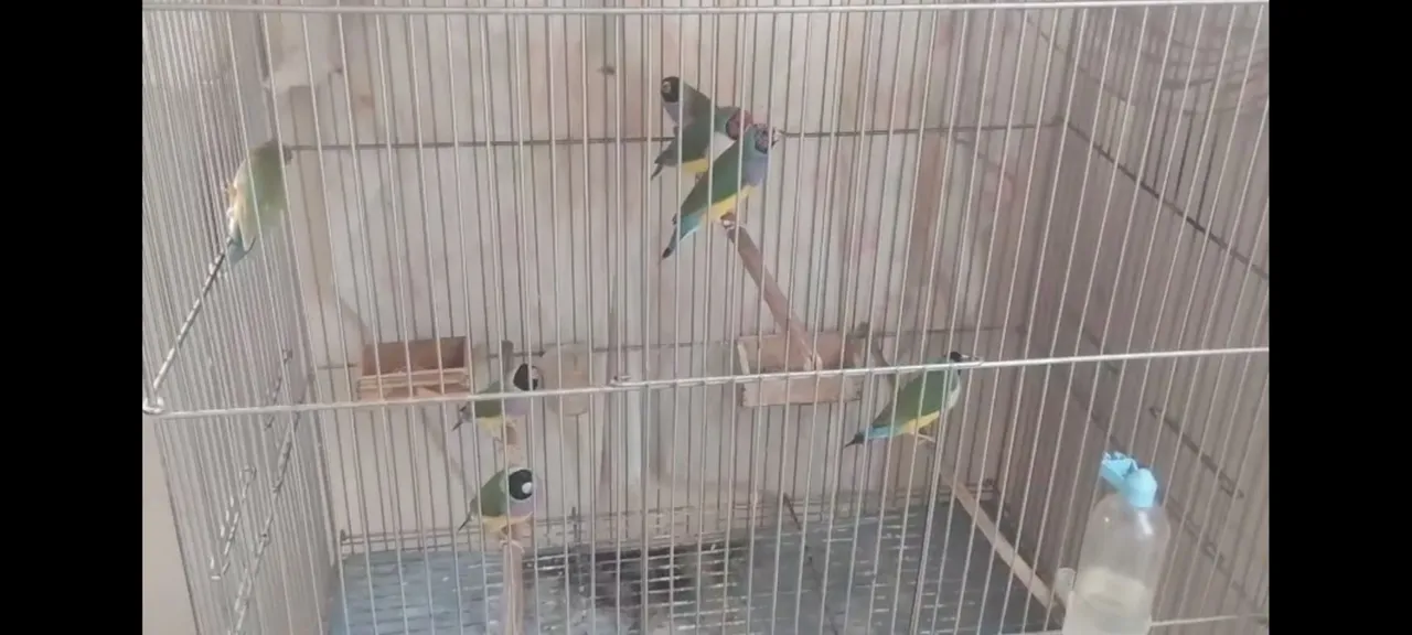 Vendo