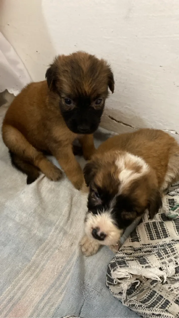 Filhotes de cachorro adoráveis e brincalhões!