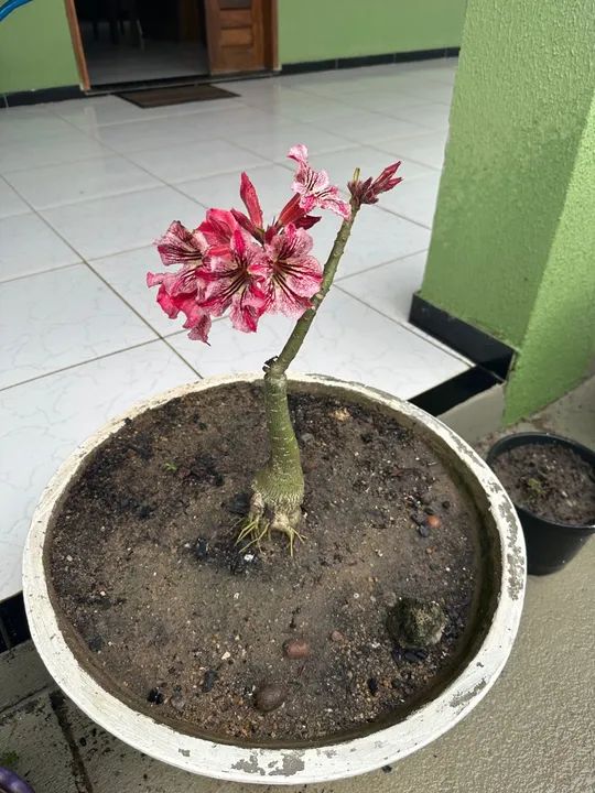 Rosas do deserto com vasos - Foto 3