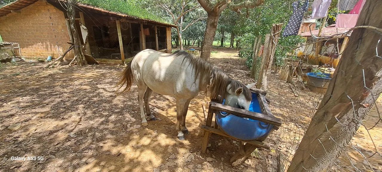 Egua mestiça  quarto de milha