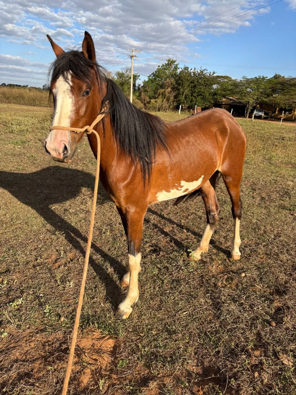 Potra mineira fechando 3 anos