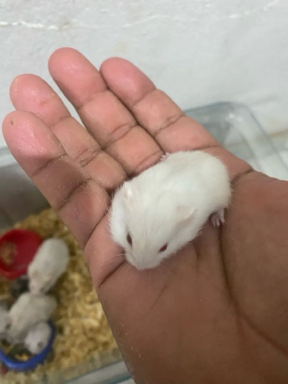 Ramister anao russo  - Foto 5