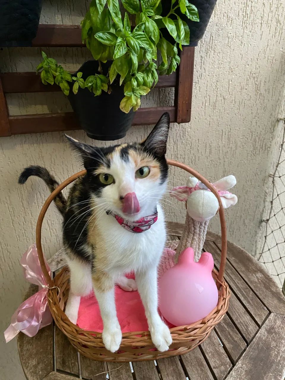 Gata fêmea linda pra doação  - Foto 3