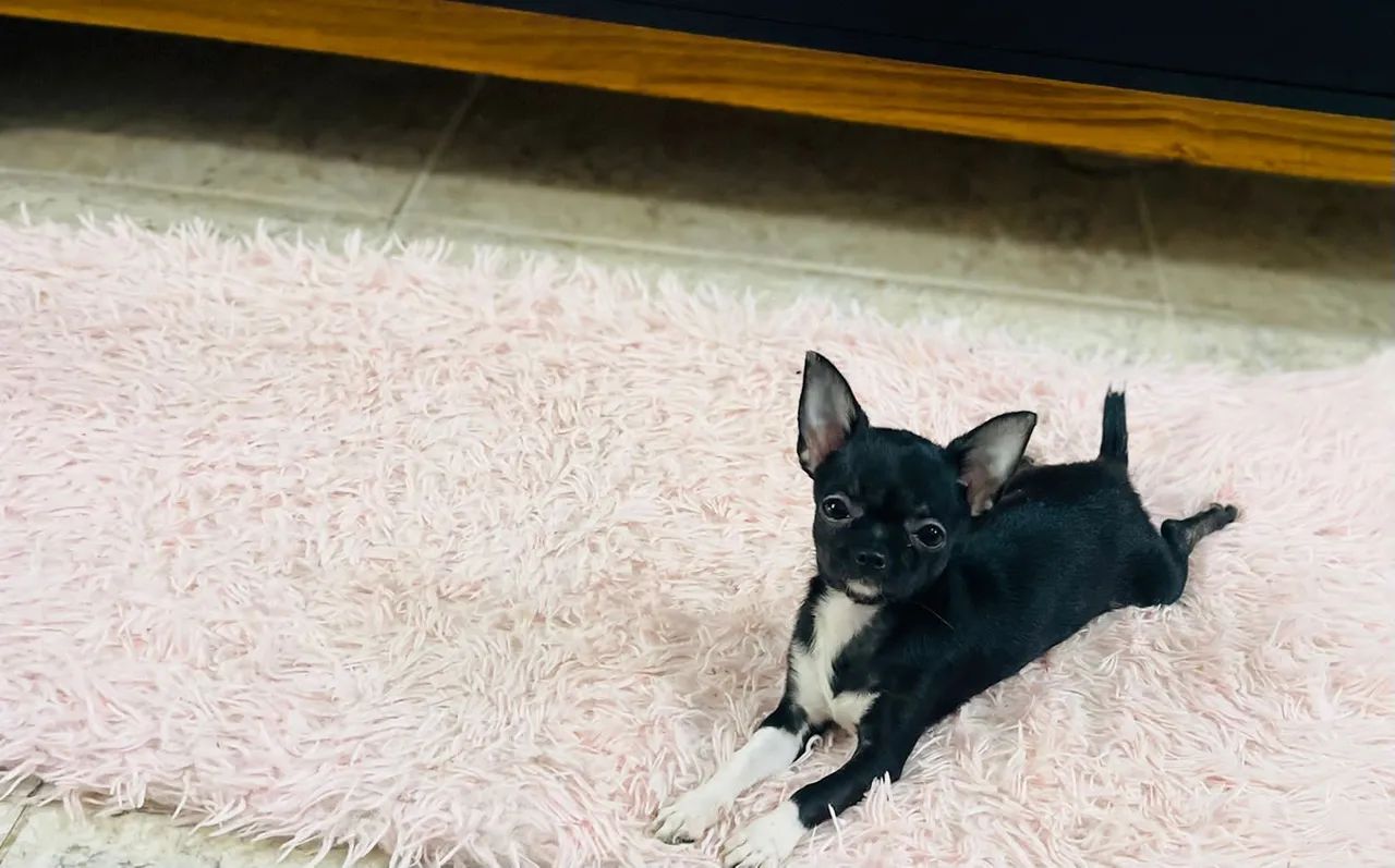 Mini fêmea de chihuahua com pedigree e com as 3dose da vacina  - Foto 5